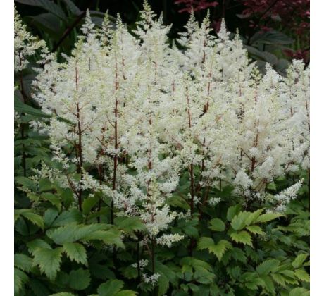 Astilbe - white