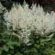 Astilbe - white