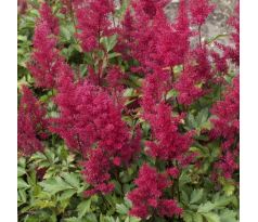 Astilbe - red