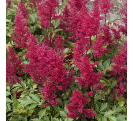 Astilbe - red