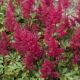 Astilbe - red