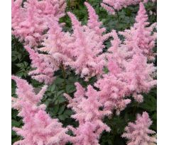 Astilbe - pink