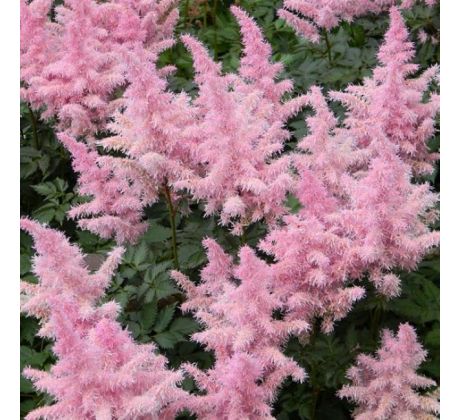 Astilbe - pink