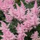 Astilbe - pink