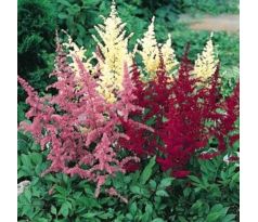 Astilbe mix