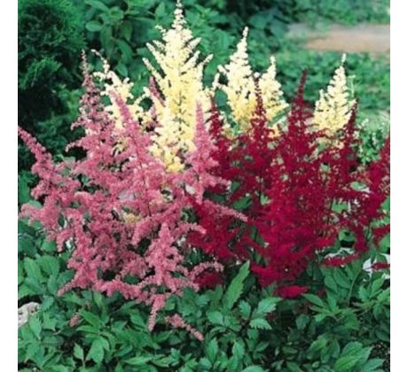 Astilbe mix