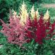 Astilbe mix