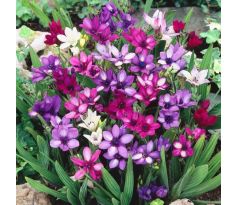 Babiana stricta - mixed