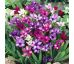Babiana stricta - mixed