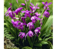 Bletilla Striata