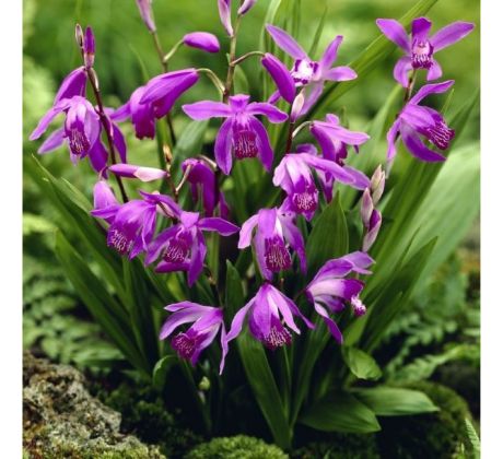 Bletilla Striata