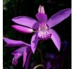 Bletilla Striata