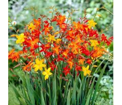 Crocosmia smallfl. mixed