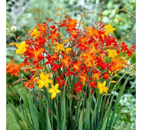 Crocosmia smallfl. mixed