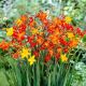 Crocosmia smallfl. mixed