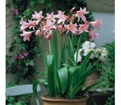 Crinum powellii