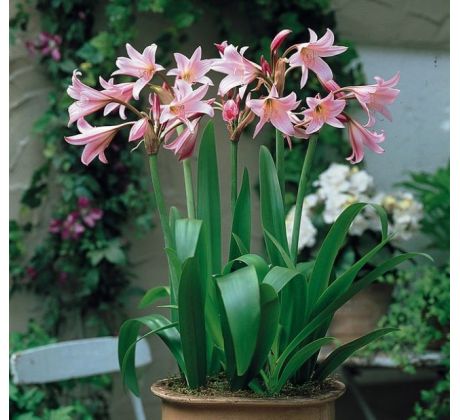 Crinum powellii