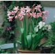 Crinum powellii