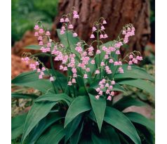 Convallaria majalis Rosea