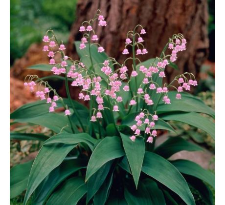 Convallaria majalis Rosea