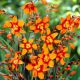 Crocosmia Emily McKenzie