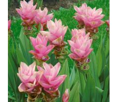 Curcuma alismatifolia