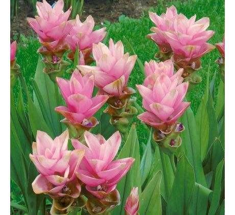 Curcuma alismatifolia