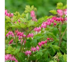 Dicentra spectabilis