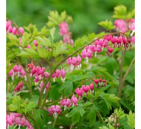 Dicentra spectabilis