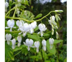 Dicentra spectabilis alba