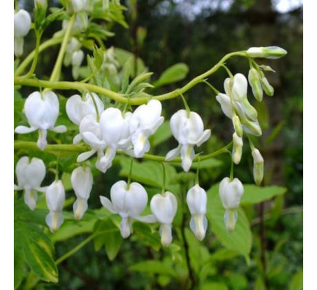 Dicentra spectabilis alba