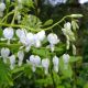 Dicentra spectabilis alba