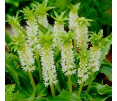 Eucomis autumnalis