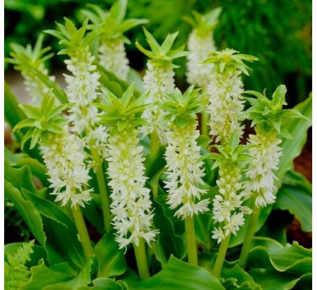 Eucomis autumnalis