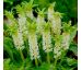 Eucomis autumnalis