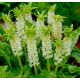 Eucomis autumnalis