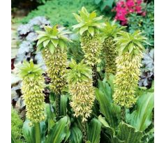 Eucomis bicolor