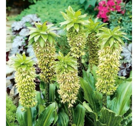 Eucomis bicolor