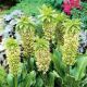 Eucomis bicolor