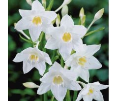 Eucharis amazonica