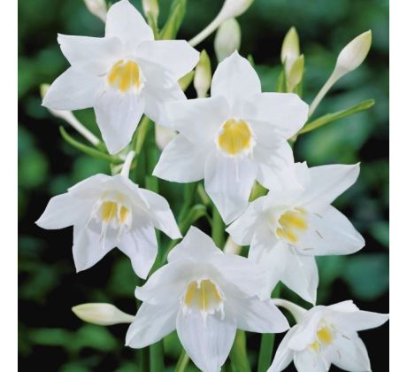 Eucharis amazonica