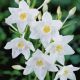 Eucharis amazonica