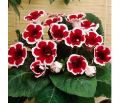 Gloxinia - kaiser Friedrich