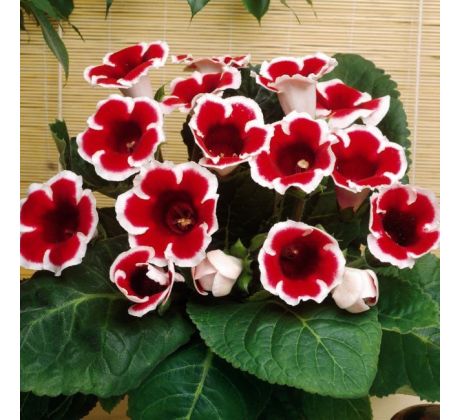 Gloxinia - kaiser Friedrich