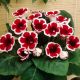 Gloxinia - kaiser Friedrich