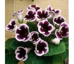 Gloxinia - kaiser Wilhelm