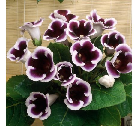 Gloxinia - kaiser Wilhelm