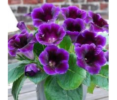 Gloxinia - violacea