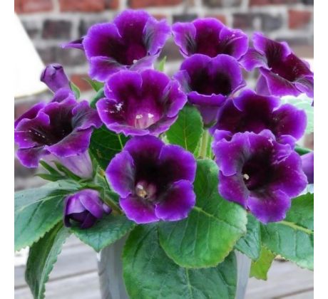 Gloxinia - violacea