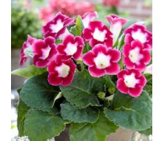 Gloxinia - Blanche de Meru